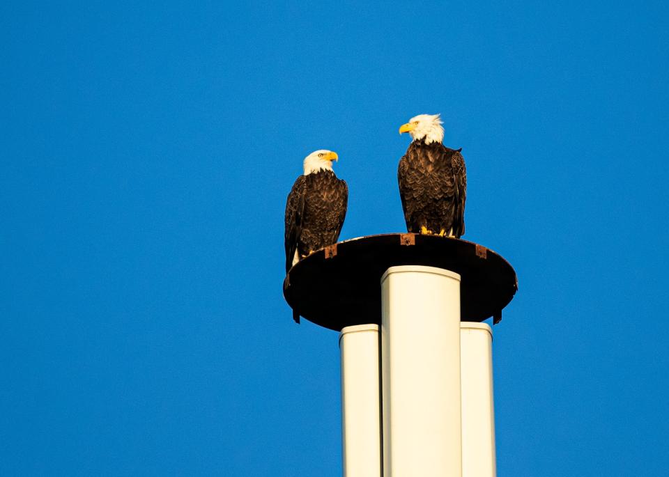 A pair bald eagles perch on the top of a cell phone tower in the vicinity of the famous Southwest Florida Eagle Cam on Monday, October 4, 2021 morning. Harriet and M15 of SWFL Eagle Cam fame have been documented on the nest the last several days.  