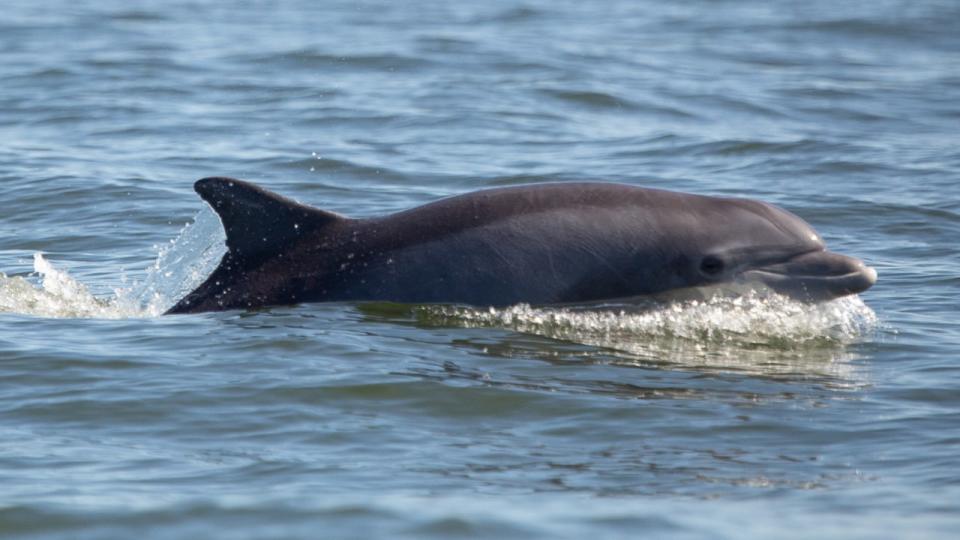 <div>REEDVILLE, VA - SEPTEMBER 25: A common bottlenose dolphin surfaces in the Potomac River near Reedville, Va., September 25, 2019. (Parker Michels-Boyce for The Washington Post via Getty Images)</div>