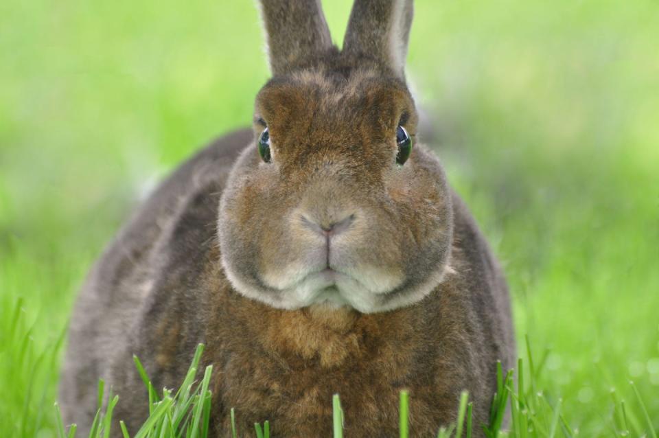 brown mini rex rabbit in grass facing camera