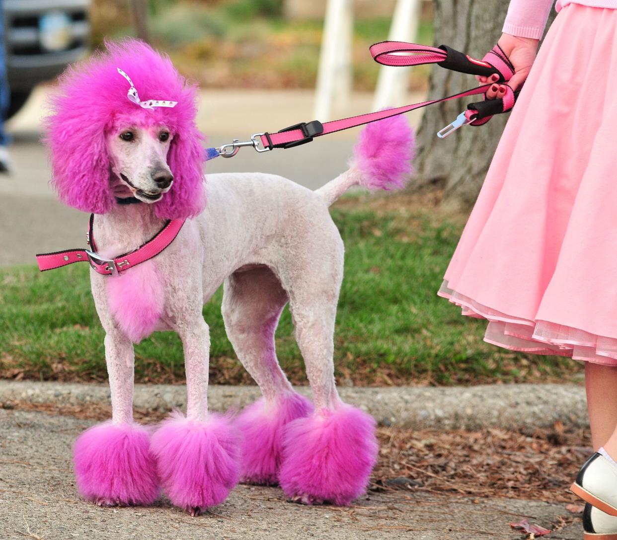 Pink dyed hair on feet, tail, chest and head.