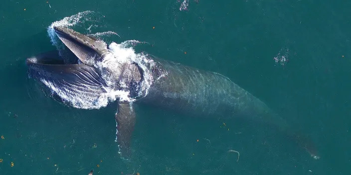 a humpback whale is seen from above, feeding.