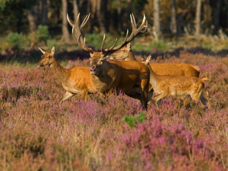 Hirsche in freier Wildbahn? Zu bestaunen beispielsweise im Nationalpark De Hoge Veluwe in der Provinz Gelderland. Foto: NBTC