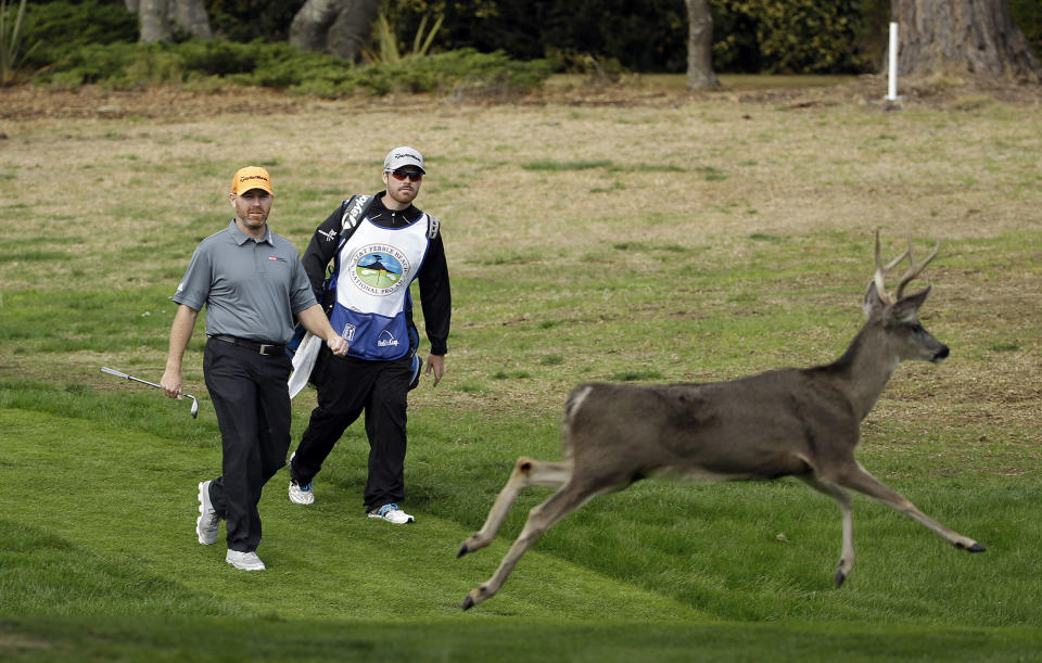 Troy Matteson, left, walks down to the third green of the Monterey Peninsula Country Club Shore Course as a buck runs out of the way during the first round of the AT&T Pebble Beach Pro-Am golf tournament on Thursday, Feb. 6, 2014, in Pebble Beach, Calif. (AP Photo/Eric Risberg)