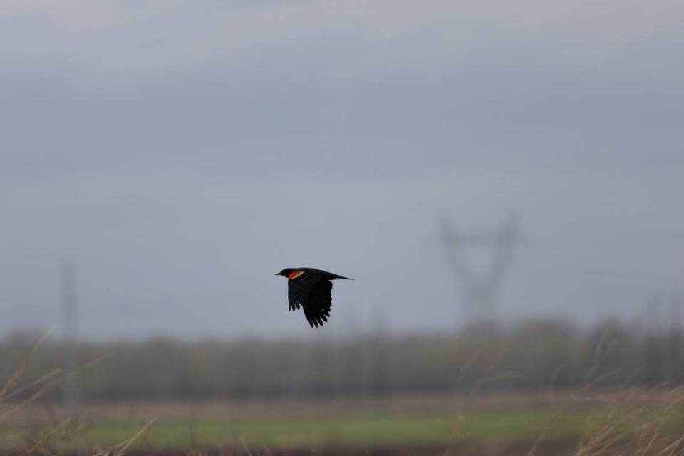 A red-winged blackbird flies from a perch at Audubon Center at Riverlands March 26, 2024. Red-winged blackbirds are found throughout the Americas, as far north as Pennsylvania and as far south as Honduras.