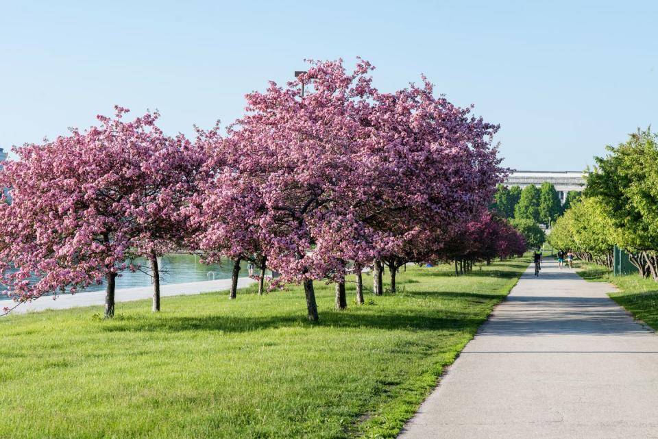 flowering sakura in millennium park in chicago