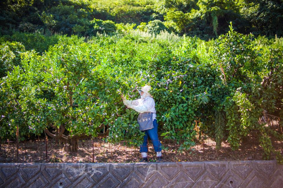 Old woman in a hat picking citrus fruit from tree in Japan