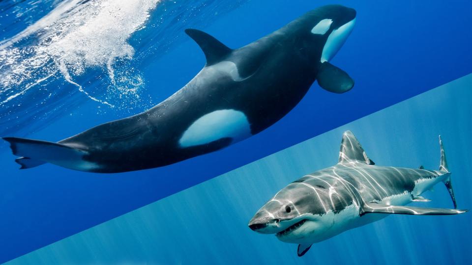 photo of killer whale vs shark physical traits