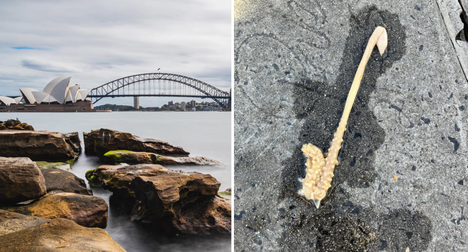 50/50 picture of Sydney Harbour and the unusual find. 