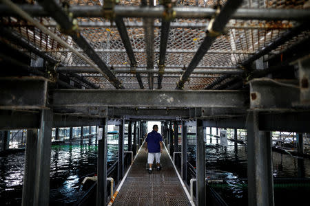 Apollo Aquaculture Group CEO Eric Ng checks on his fish at his prototype vertical fish farm in Singapore May 17, 2019. REUTERS/Edgar Su