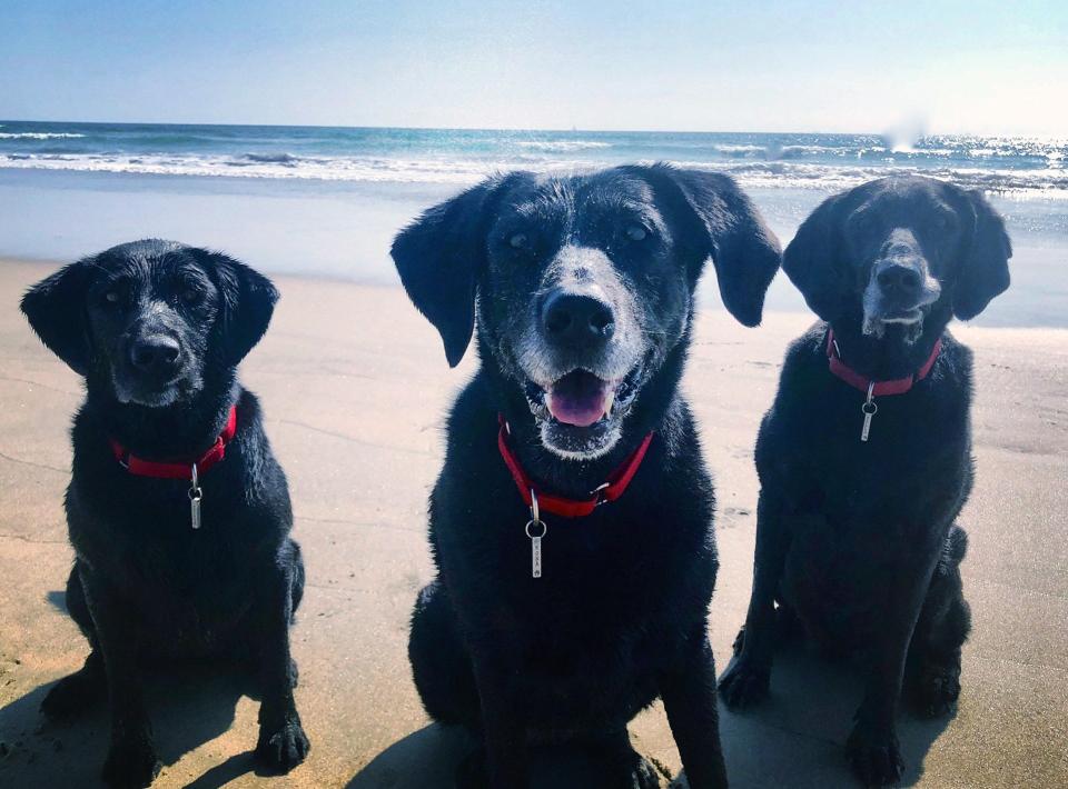 These dogs were surrendered because of financial hardship during the COVID-19 pandemic but ended up with a new owner in Venice Beach, Calif.