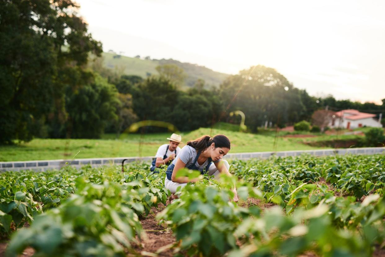 couple working on a root vegetable farm