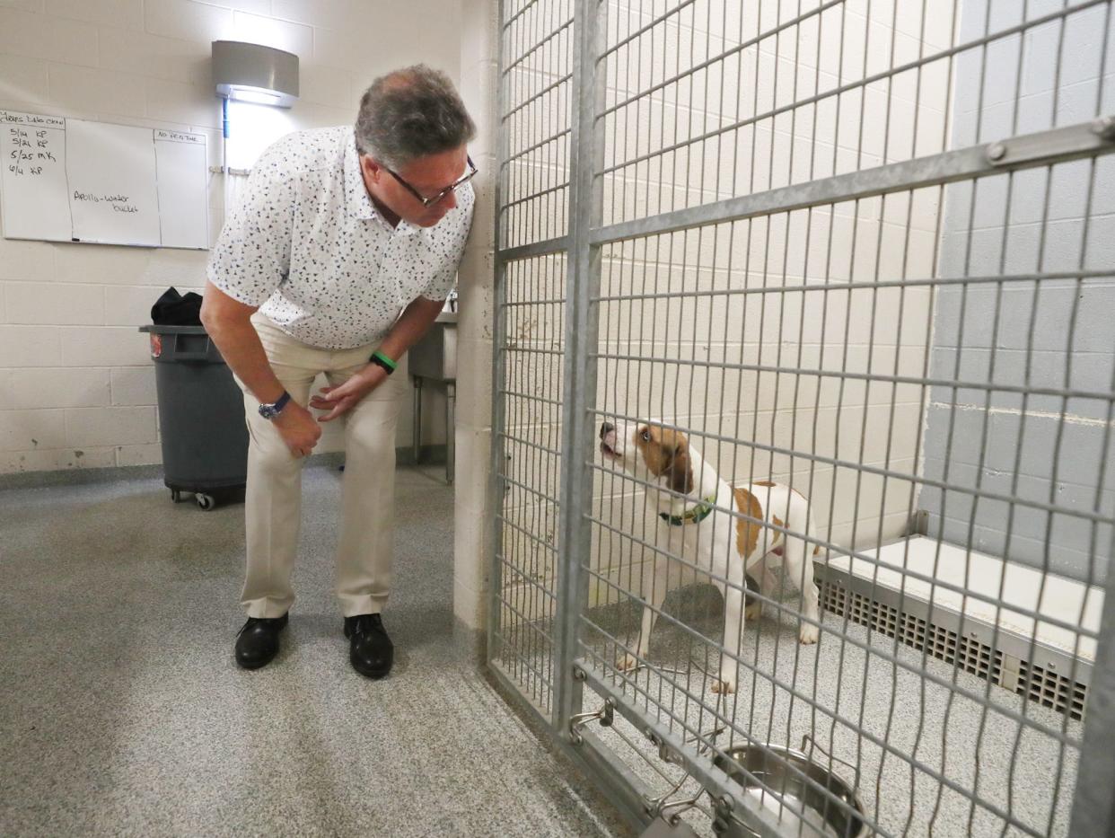 Craig Stanley, director of administrative services for Summit County Executive Ilene Shapiro, stops to visit with a dog during a tour of the Summit County Animal Control facility in Akron. The facility has been at or near capacity with dogs since the pandemic.