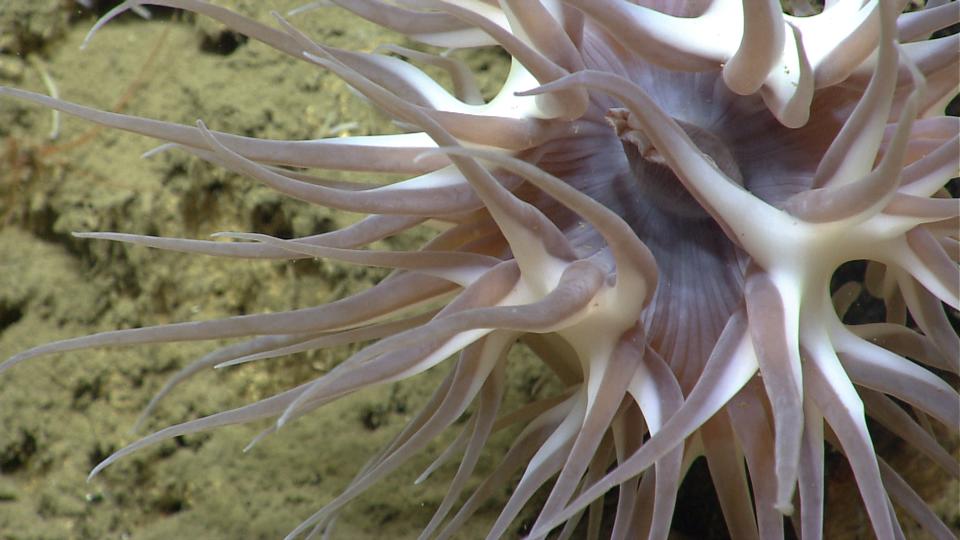 <p>Deep sea anemones (order Actinaria), are related to corals. The animal here has long tentacles with large stinging cells used to capture and immobilize large zooplankton – like shrimp – and fish that are impinged as they drift by in the current. The tentacles then manipulate the prey towards a central mouth where it is ingested. (Photo: Northeast Canyons 2013 Science Team/NOAA Okeanos Explorer Program) </p>