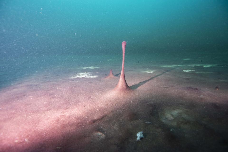 This June 19, 2019 photo provided by NOAA Thunder Bay National Marine Sanctuary shows purple microbial mats in the Middle Island Sinkhole in Lake Huron, Mich. Small hills and “fingers” like this one in the mats are caused by gases like methane and hydrogen sulfide bubbling up beneath them. Feel like days are just getting longer? They are and it’s a good thing because we wouldn't have much to breathe if they weren’t, according to a new explanation for how Earth’s oxygen rich atmosphere may have developed because of Earth’s rotation slowing. Scientists provided evidence for this new hypothesis by lab testing gooey smelly purple bacteria from a deep sinkhole in Lake Huron. (Phil Hartmeyer/NOAA Thunder Bay National Marine Sanctuary via AP)