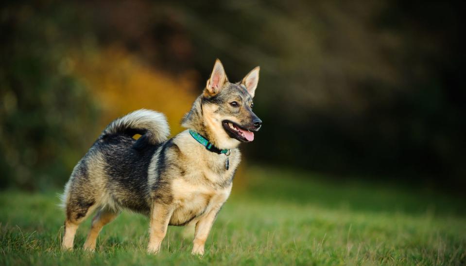 swedish vallhund on field smallest dog breeds