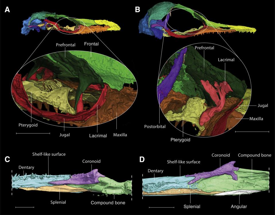 Comparison of skulls of the Oculudentavis naga (A) and the Oculudentavis khaungraae (B) from the early 2020 study. Although not completely the same, they both are lizards.