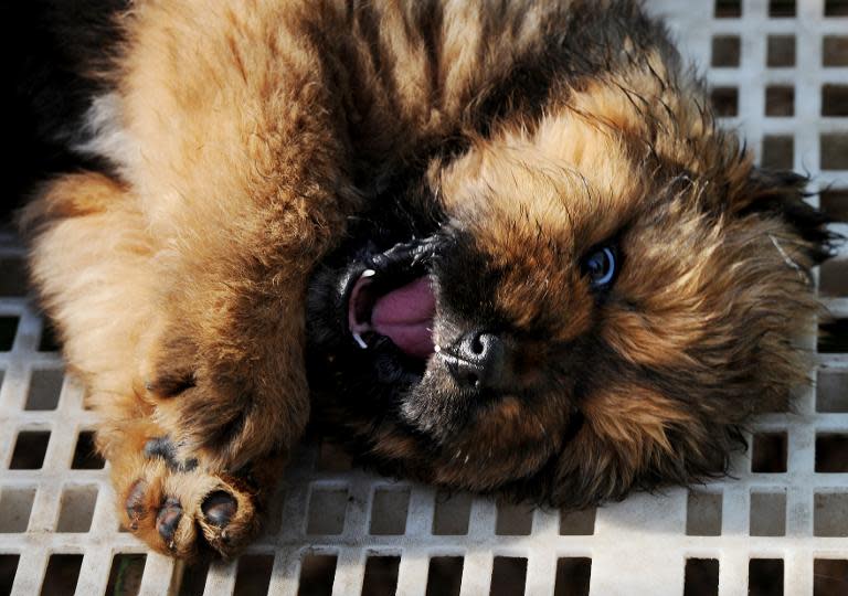 Tibetan mastiffs, such as this one pictured April 6, 2012 at a dog show near Beijing, have become a prized status symbol among China's wealthy, sending prices skyrocketing