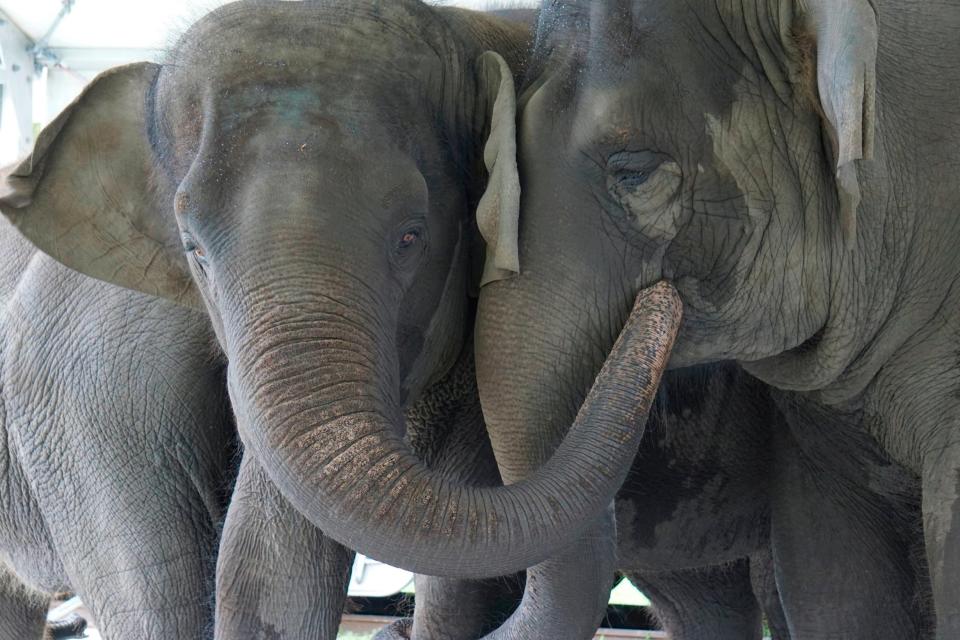 Asian elephants are an endangered species, with their population having declined by at least half in the past 75 years (AP)