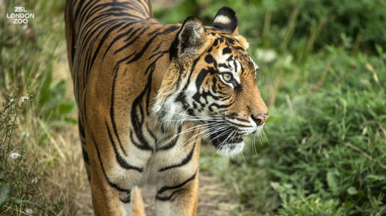 La tigresa Melati | imagen London Zoo, Tiger Territory