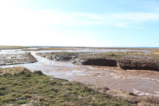 A marsh in Fort Lawrence, N.S., where the dike has been breached to restore tidal flow. (Moira Donovan/CBC - image credit)