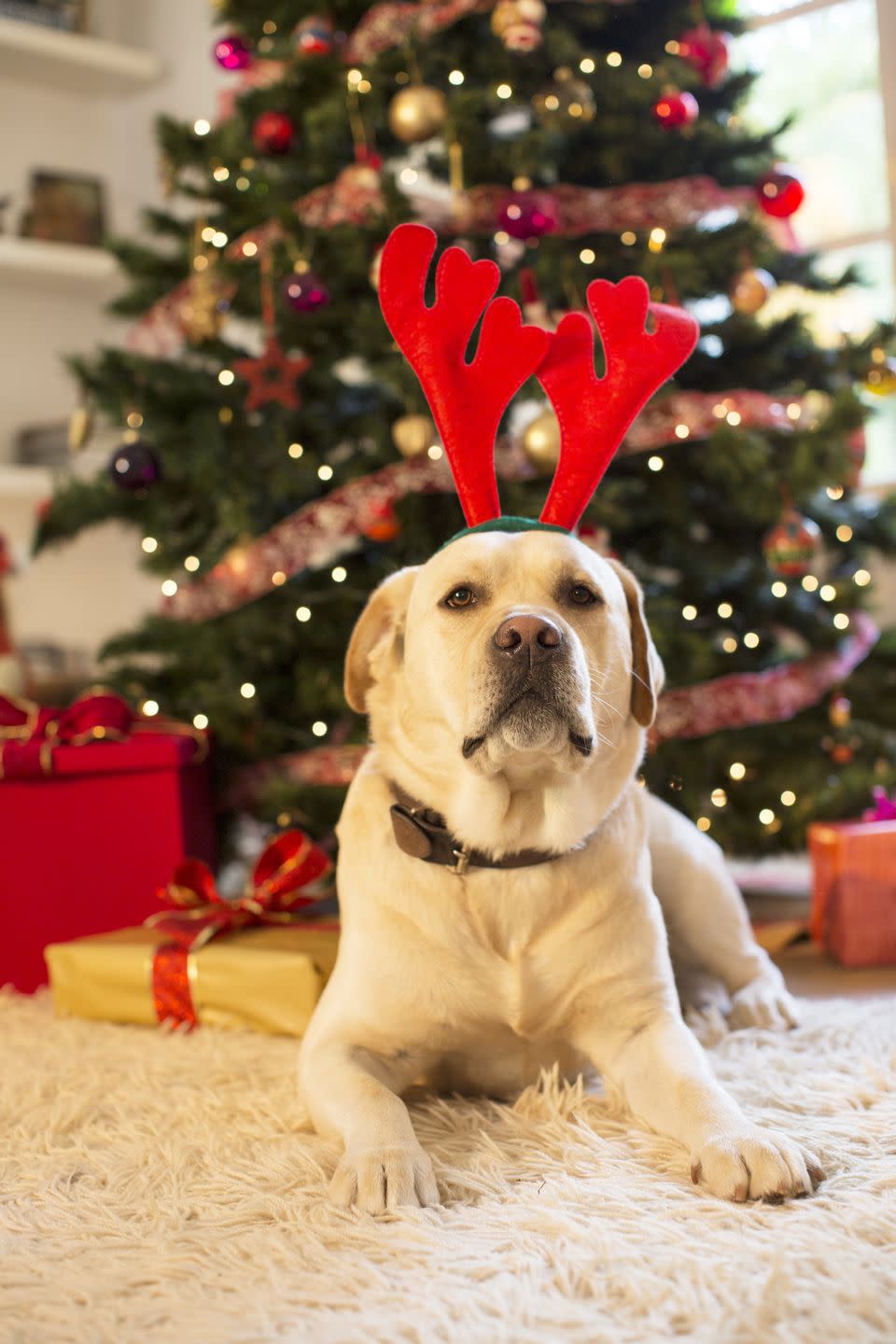 dog christmas instagram captions