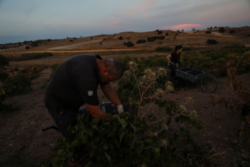 Hot weather forces night grape harvest in Spain