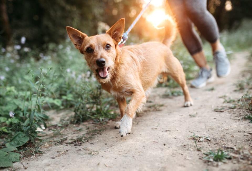 Dog | Getty Images