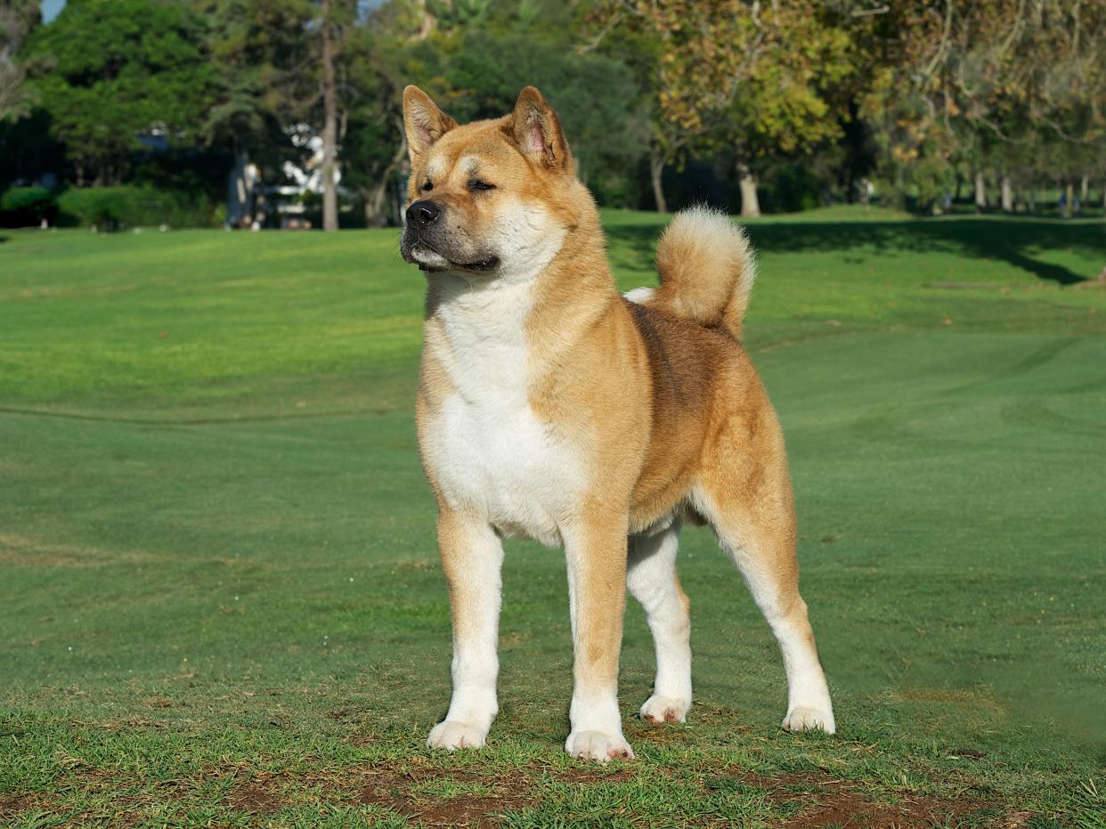 American Akita  Golden Purebred Dog on the grass