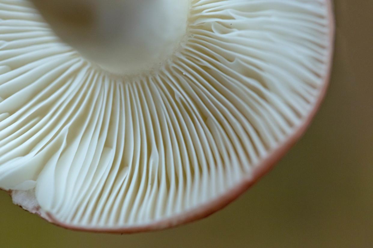 Fresh mushroom with lamellar fungus texture, close-up