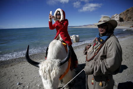 A tourist takes pictures while riding a yak held by a Tibetan man at Namtso lake in the Tibet Autonomous Region, China in this November 18, 2015 file photo. REUTERS/Damir Sagolj/Files