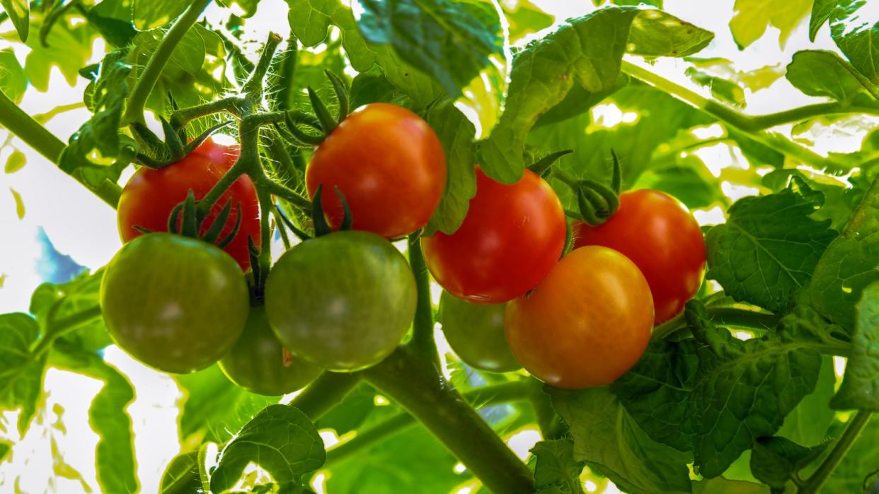  Ripe and unripe tomatoes on the plant 