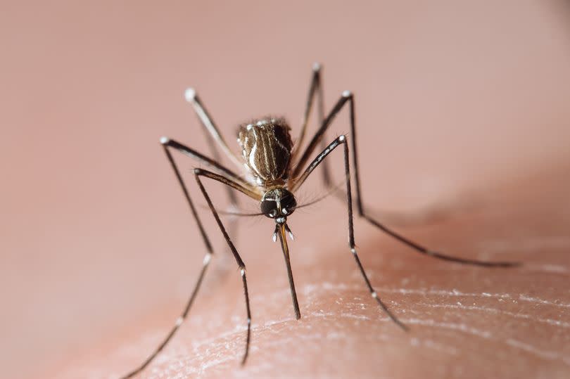 A mosquito commonly called "mosquito da dengue" in Brazil, is a vector for dengue which is said to be on the rise in a  health report