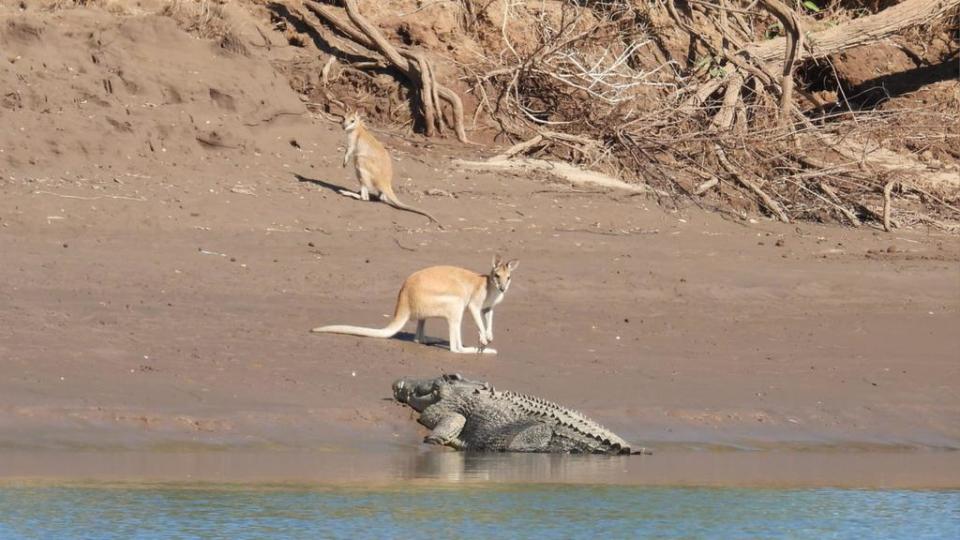 Rodney says the wallabies are more scared of him than the crocs.