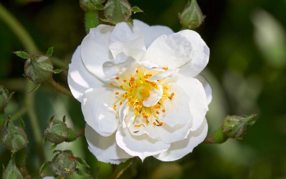 best colour scheme garden peaceful oasis white plants flowers uk 2021 expert tips - Alamy 