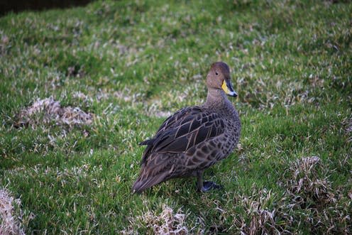 <span class="caption">The South Georgia pintail duck scavenges on dead seals.</span> <span class="attribution"><span class="source">Joshua Powell</span>, <span class="license">Author provided</span></span>