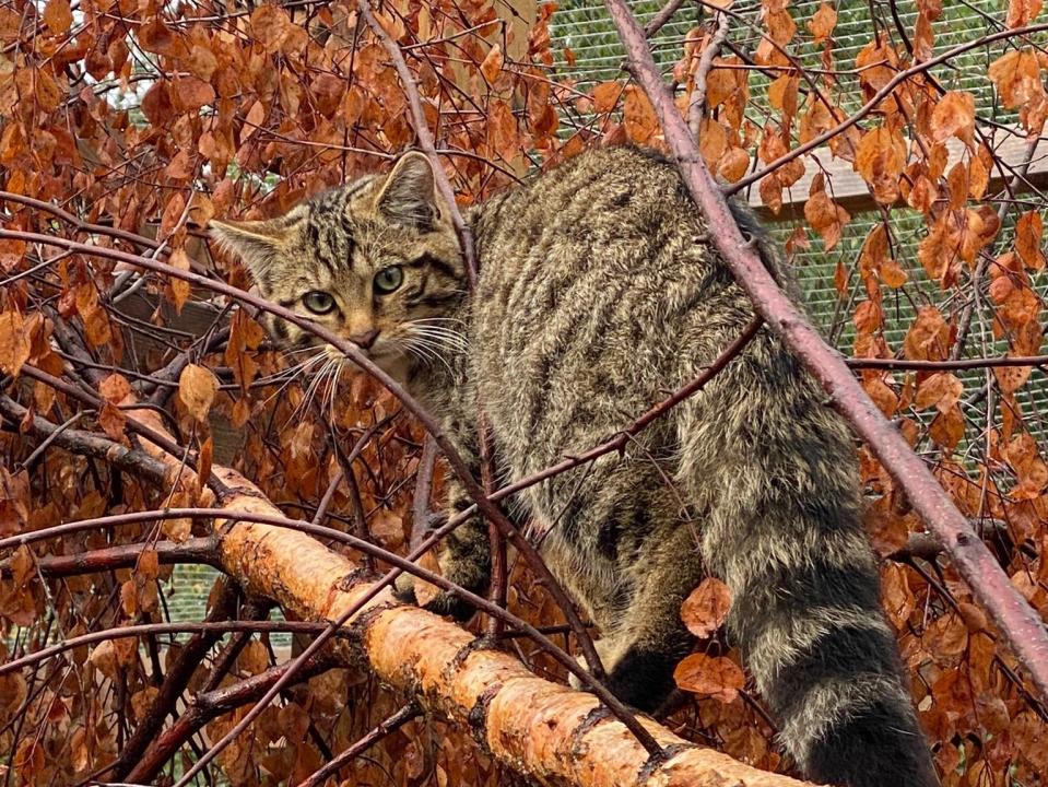 Wildcat kittens 