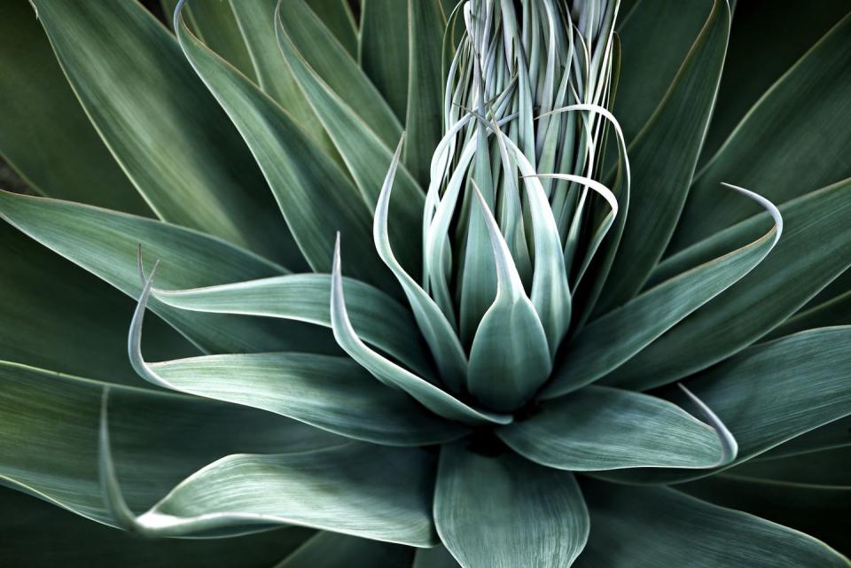 Agave