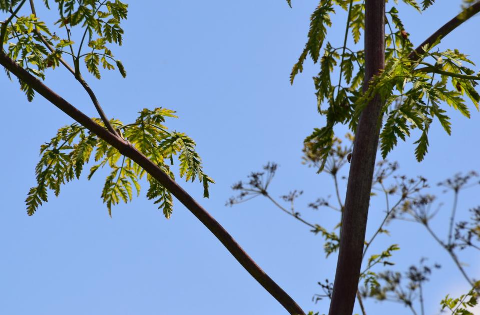 Poison hemlock can be identified by its purple stem and fern-like leaf.