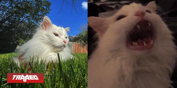 Fallece Thurston Waffles, el gatito maullador protagonista del famoso meme