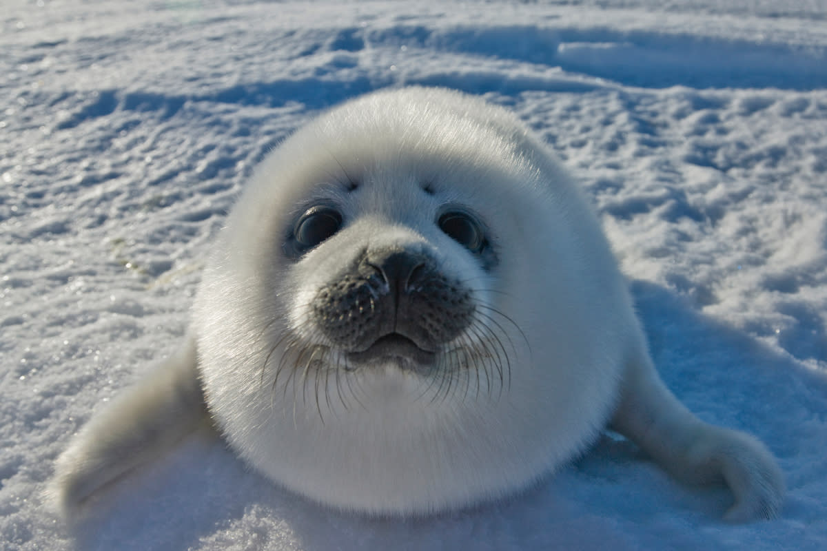 https://www.gettyimages.co.uk/detail/photo/baby-arctic-seal-in-canada-royalty-free-image/82570115?phrase=cute+baby+animals&adppopup=true