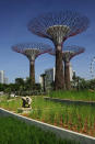 Supertrees (Photo: Gardens by the Bay)