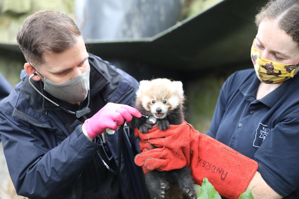 Panda kit