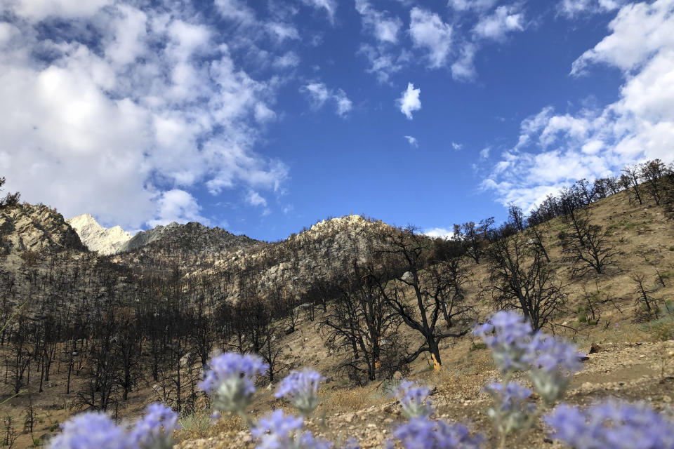 Un año después de que un incendio avivado por el viento calcinara las montañas sobre Lone Pine, California, se pueden ver destellos de nueva vegetación en un rincón quemado del Bosque Nacional Inyo el miércoles 27 de julio de 2022. Pequeños grupos de flores silvestres blancas y moradas destacan junto a los árboles desnudos, muchos de los cuales perdieron la corteza en el incendio. (AP Foto/Michael Blood)