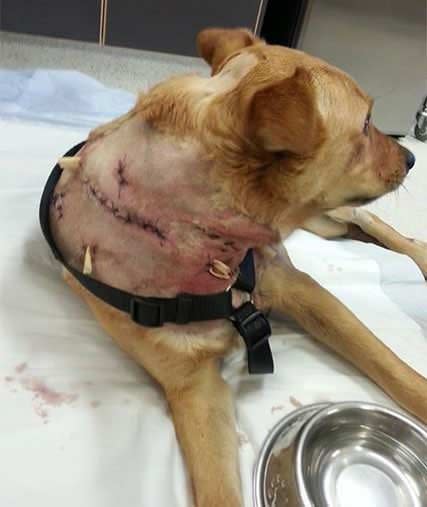 Alfie required more than 100 stitches for multiple wounds. Photo: Supplied