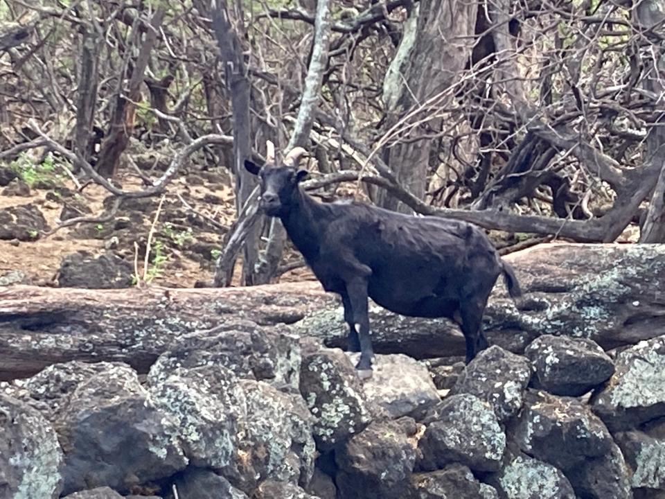 Wild black goats were spotted during a hike from La Perouse Bay.