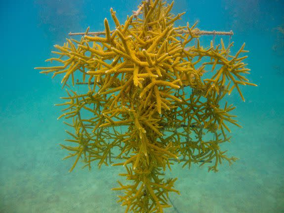 A staghorn coral tree prior to Irma.