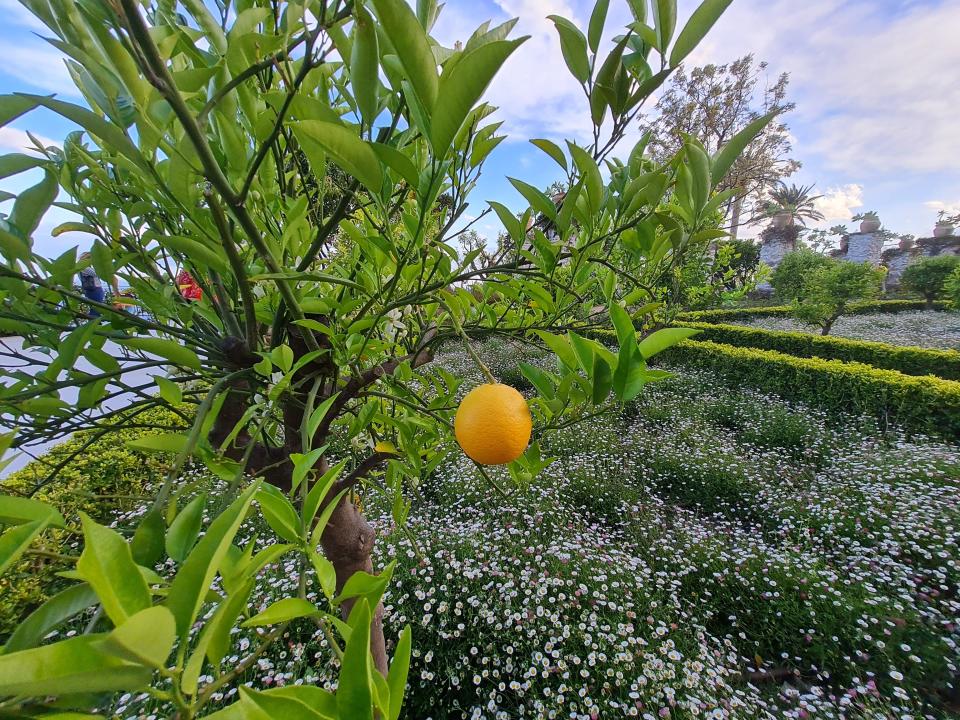 citrus garden white lotus hotel