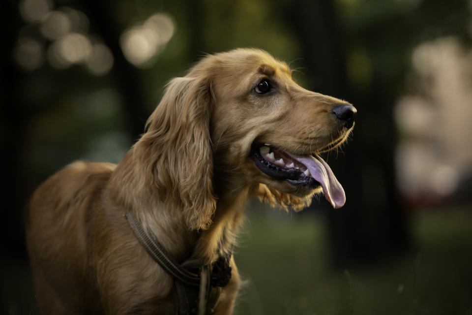 Cocker Spaniel (Getty Images)