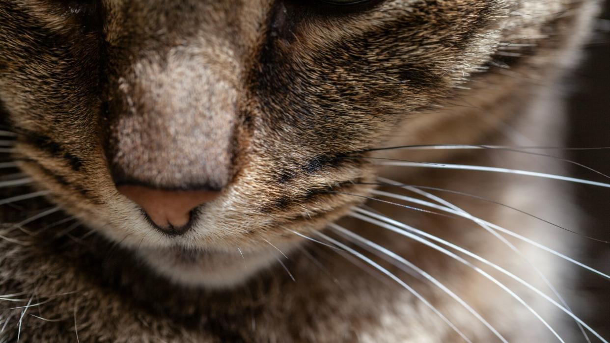 Up close image of cat nose