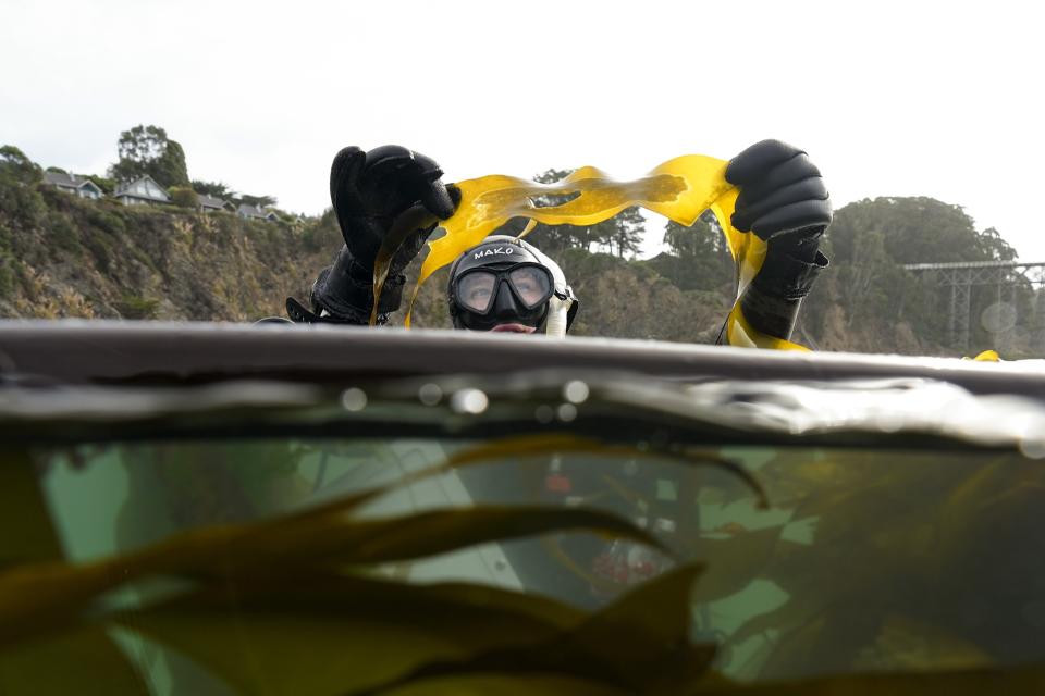 Scientific diver Rachael Karm holds bull kelp with a dark patch of reproductive spores as she surveys a reforestation project, Friday, Sept. 29, 2023, near Caspar, Calif. Kelp forests play an integral role in the health of the world’s oceans, one of the issues being discussed at the United Nations climate summit in Dubai. (AP Photo/Gregory Bull)